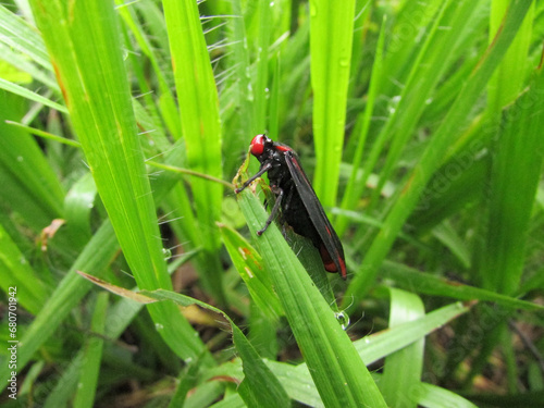 A small Leafhopper (Tomaspis furcata) sitting on a leaf in the forest photo