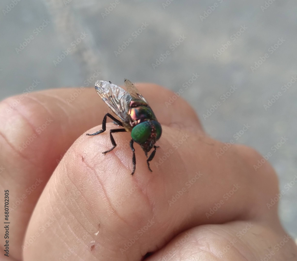 A large obese Ornidia fly resting on the hand