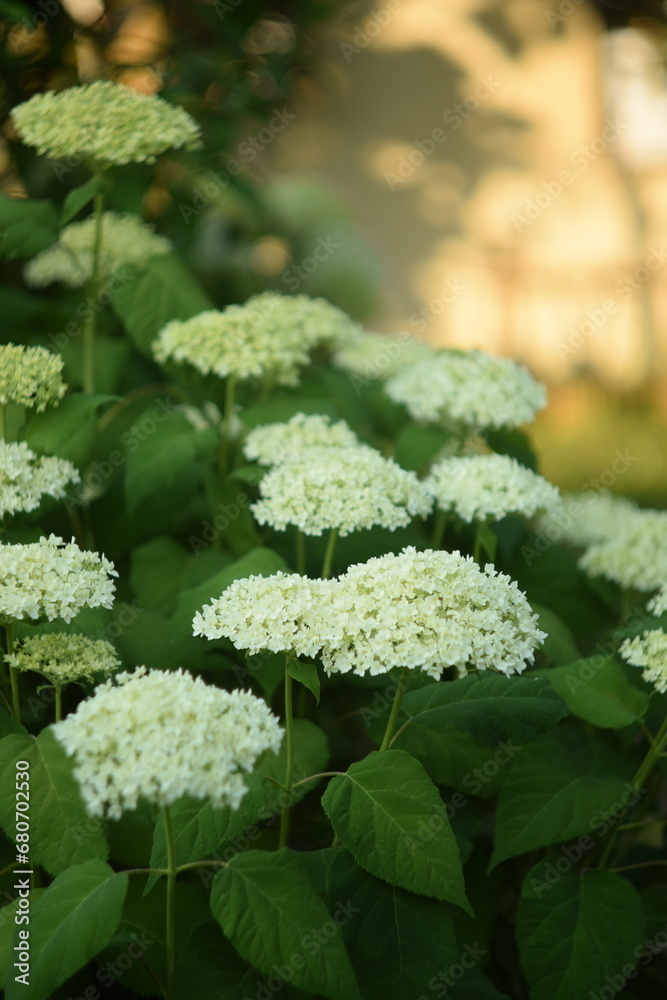 Blooming hydrangea white flowers closeup, bokeh lights background, by manual Helios lens. Blooming hydrangea white flowers closeup, bokeh lights background, by manual Helios lens.