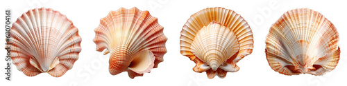 Seashell Hyperrealistic Highly Detailed Isolated On Transparent Background Png File