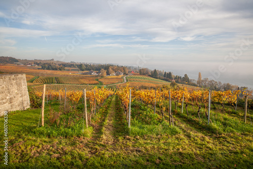 landscape with vineyard near Meersburg Germany
