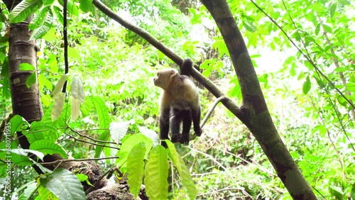 white-faced capuchin monkey in Manuel Antonio national park, Costa Rica