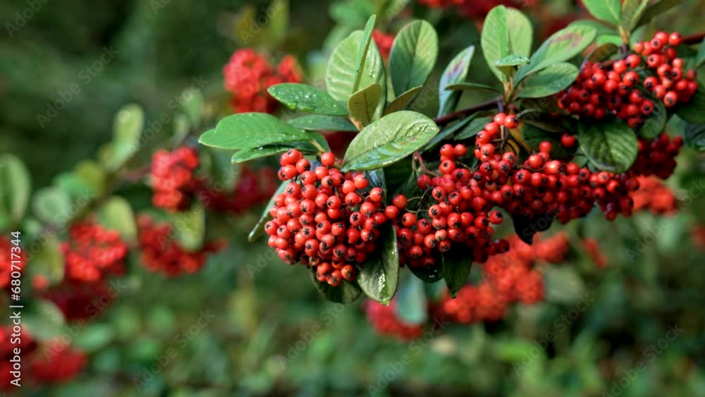 Firethorn plant (Pyracantha coccinea) with colourful red berries in autumn close up Firethorn plant (Pyracantha coccinea) with colourful red berries in autumn close up
