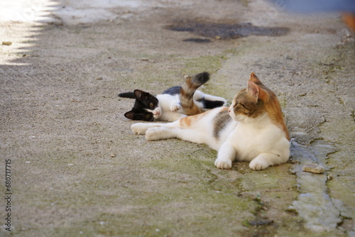 A family of cats found in Mostar