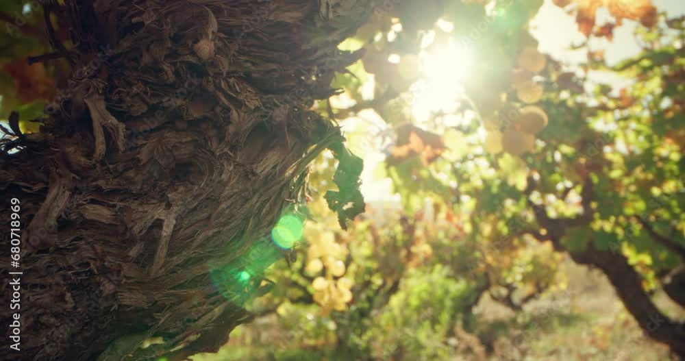 A close-up of a bunch of grapes growing on the vines of the winery. Growing fruit for wine production on agricultural farm fields. High quality 4k footage A close-up of a bunch of grapes growing on the vines of the winery. Growing fruit for wine production on agricultural farm fields. High quality 4k footage