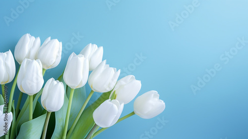 bouquet of white tulips on blue background.