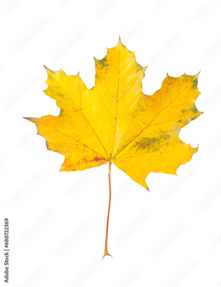 One maple leaf isolated on white. Autumn season One maple leaf isolated on white. Autumn season