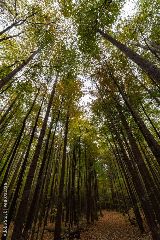 Fototapeta premium Autumn in the afternoon