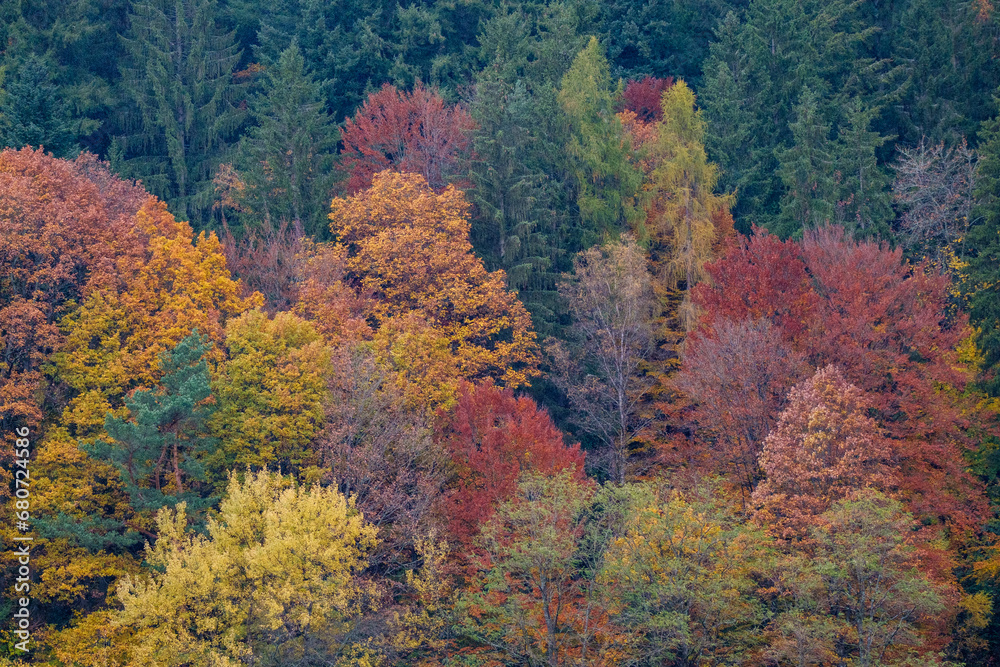 Vue sur une forêt de feuillus en automne