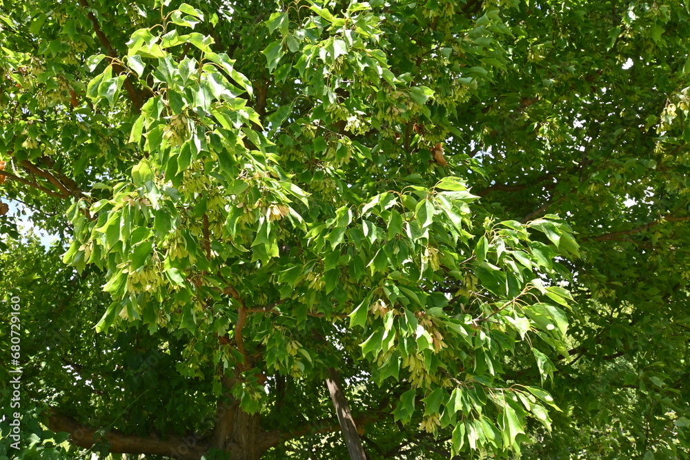 Fototapeta premium Trident maple ( Acer buergerianum ) fruits ( Samara ). Sapindaceae deciduous tree. After flowering, samara ripens to brown in autumn.