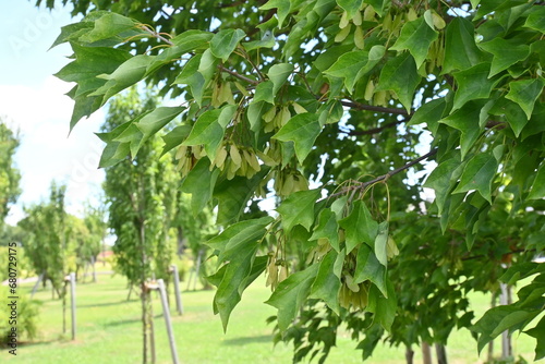 Trident maple ( Acer buergerianum ) fruits ( Samara ). Sapindaceae deciduous tree. After flowering, samara ripens to brown in autumn.
