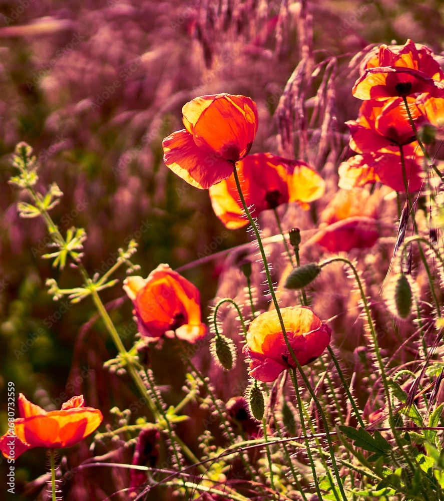Obraz premium poppy flowers growing in a field on a farm