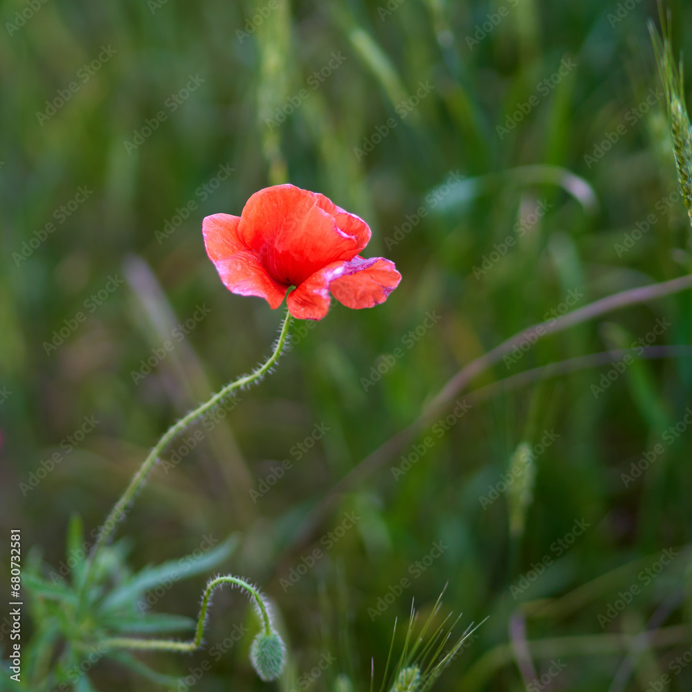 Obraz premium poppy flowers growing in a field on a farm