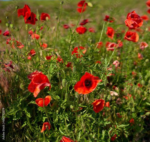 poppy flowers growing in a field on a farm