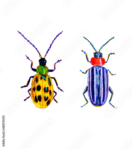 Escarabajos, ilustración  © Cecilia Rivera