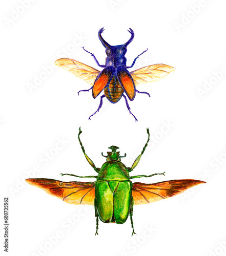 Escarabajos, ilustración 