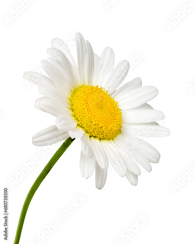 Side view of white daisy flower isolated cutout on transparent © Julia