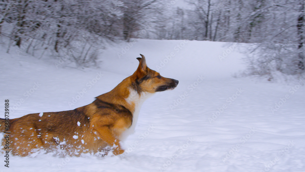 A cute and enthusiastic young dog is running back and forth on the fresh snow A cute and enthusiastic young dog is running back and forth on the fresh snow