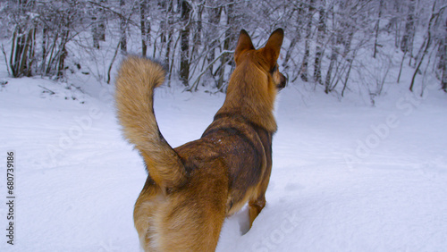 Following a curious brown shepherd dog exploring around a freshly snowed forest