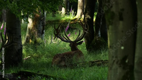 a male deer in a forest video photo