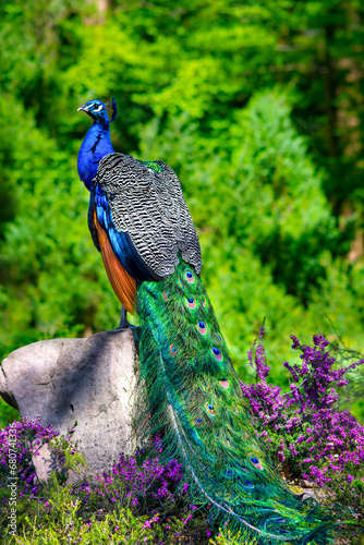 peacock (Pavo Cristatus) posing on a stone photo