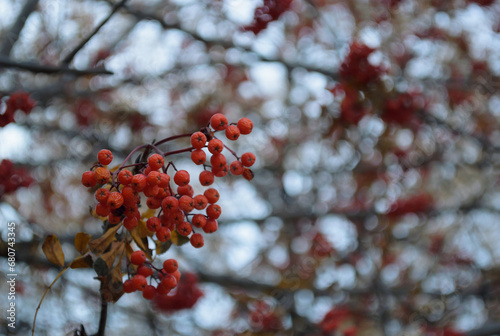 фотографія Ripe red rowan berries on a branch on a cloudy autumn day