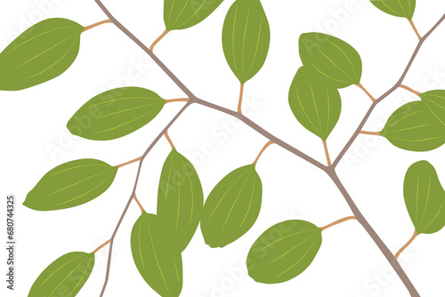 Ziziphus mauritiana branches and leaves isolated on White Background © bennyqibal