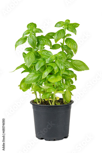 Fresh green organic basil in black pot isolated on white, transparent background, PNG. Indoor plant growing, healthy eating, aromatic herb, food ingredient, spice for culinary