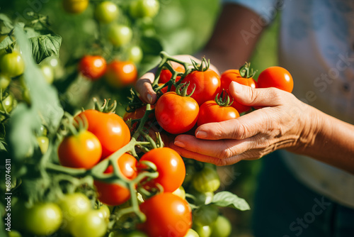 Woman picking tomatoes. Harvesting background with female hands and ripe tomatoes.