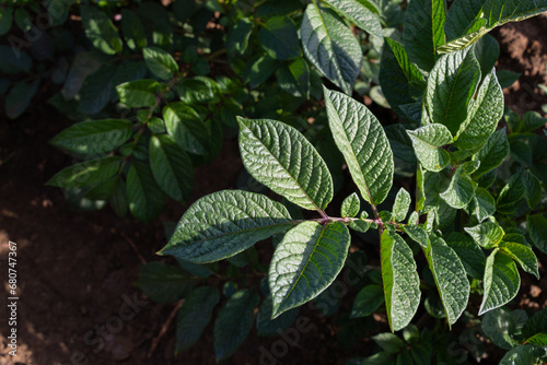 Foto Hojas de la planta de papas sin plagas,