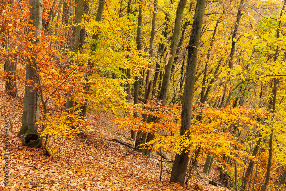 Fototapeta premium Colorful autumn Landscape in the Central Bohemian Region of the Czech Republic, Kokorin
