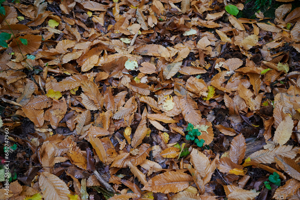 Brown leaves on floor in autumn