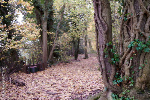 Fotografía Tree trunk with vine creeper in forest with autumn leaves on ground and blurred