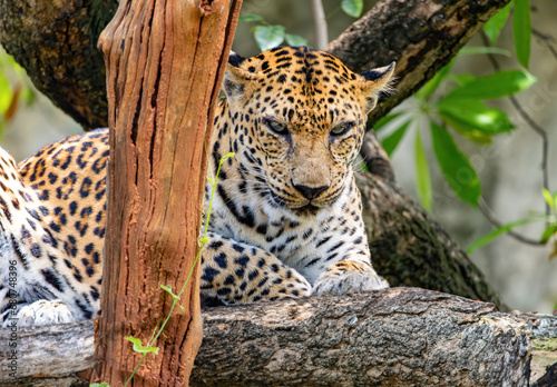 Indochinese leopard (Panthera pardus delacouri) lying on a tropical tree