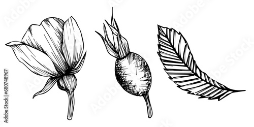 Wild rose flowers and berries, medicinal herb line art drawing. Outline vector illustration isolated on white background. Rose hip bouquets sketch for logo, tattoo, wedding design.