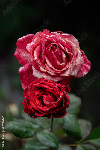Red and Pink Rose