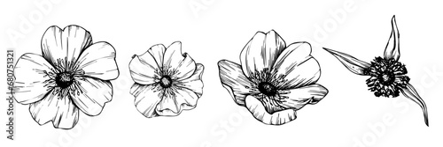 Wild rose flowers and berries, medicinal herb line art drawing. Outline vector illustration isolated on white background. Rose hip bouquets sketch for logo, tattoo, wedding design.