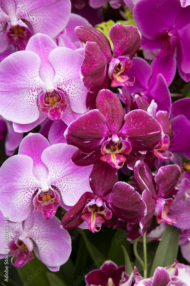 Obraz premium Pretty Purple Orchids