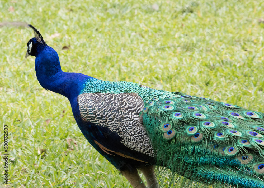 Obraz premium Love Peacock making an Abstract