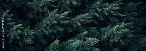 Green branches of pine trees on a black background