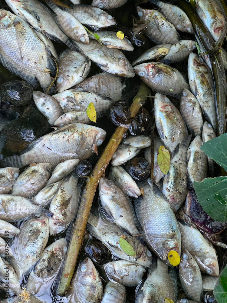 Obraz premium dead fish in the pond