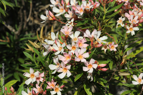 Pink and white flowers on a Dwarf Oleander (Nerium oleander) plant in a garden photo