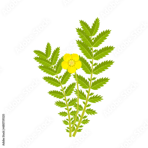 Vector illustration, Potentilla anserina, known as silverweed, isolated on white background.