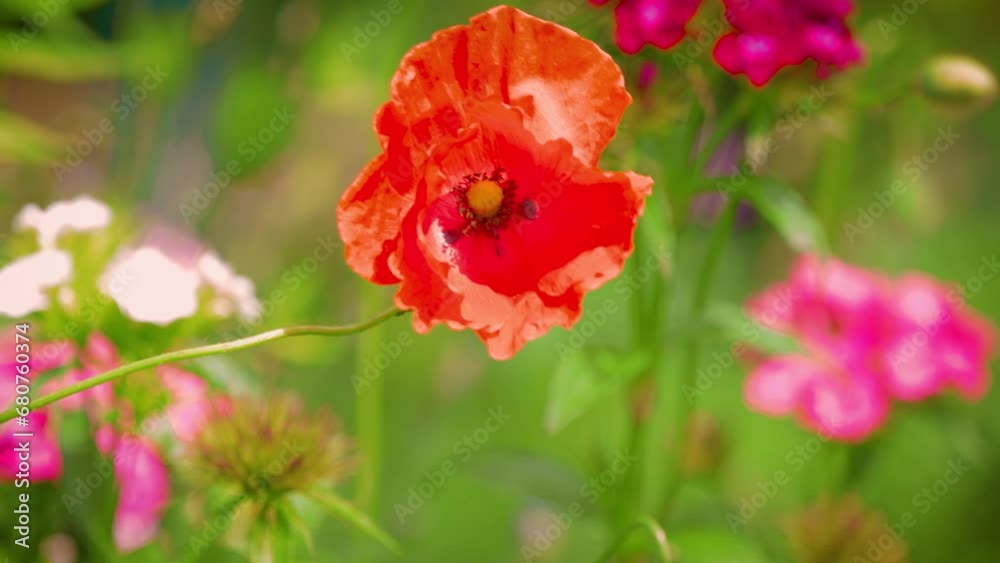Red poppy (Papaver) in the wind, summer meadow, Ternitz, Lower Austria, Austria, Europe Red poppy (Papaver) in the wind, summer meadow, Ternitz, Lower Austria, Austria, Europe