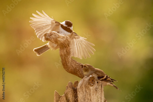 Chickadee in flight while Goldfinch perches
