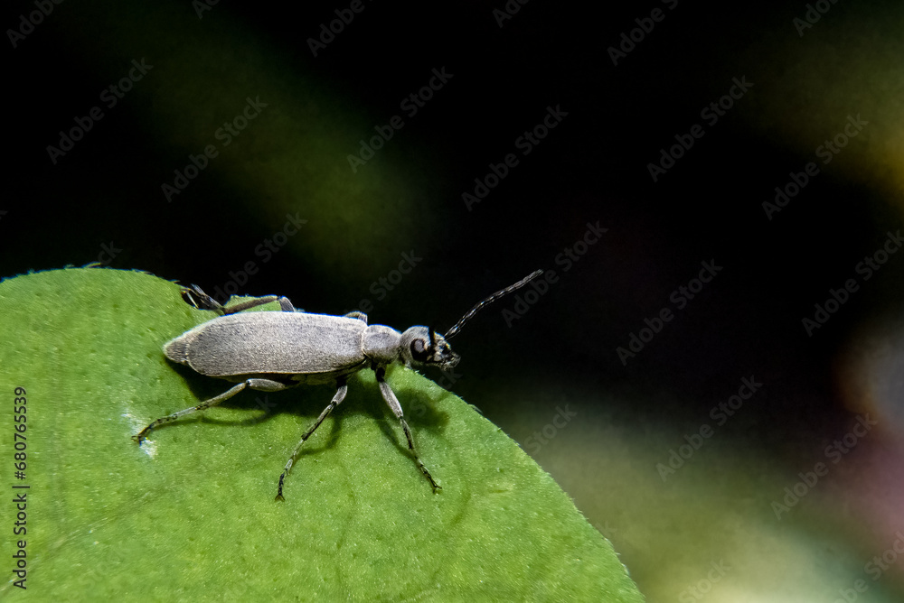 Naklejka premium Ashgray blister beetle Epicauta fabricii on dark background