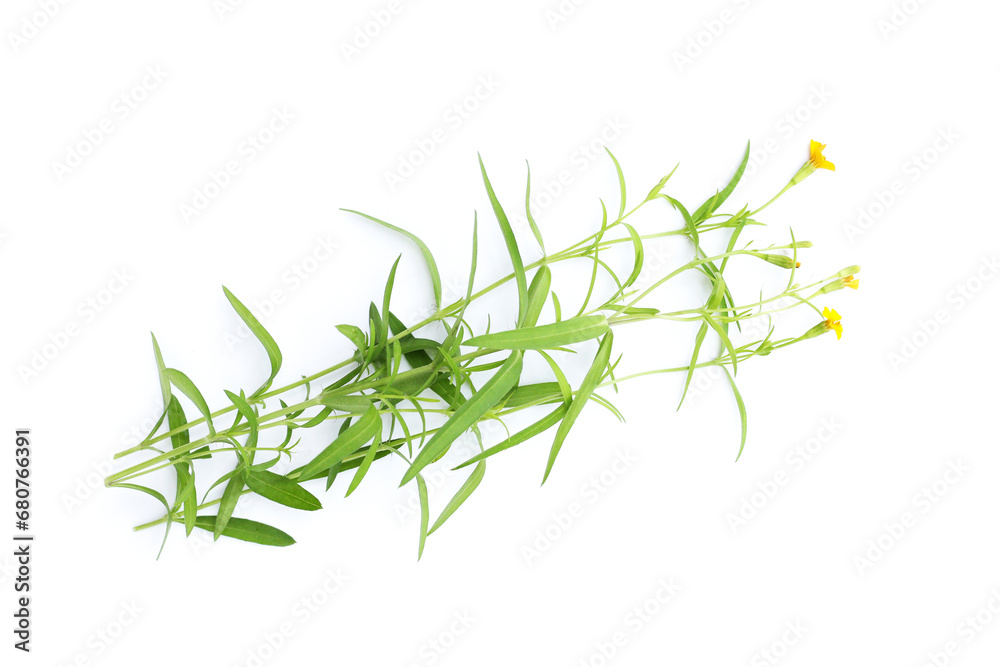 Fresh tarragon on white background. Fresh tarragon on white background.