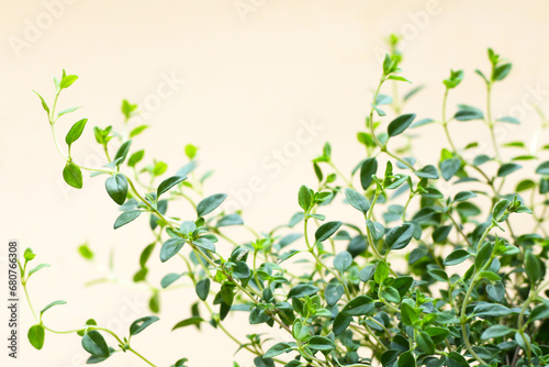 Fresh lemon thyme plant herb