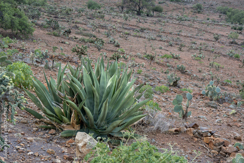 Mexican landscape with Agave salmiana and rocky soil photo