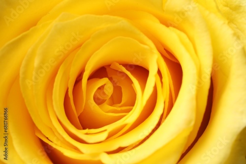 Beautiful rose with yellow petals as background, macro view